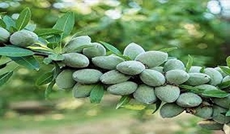 تصویر 5 از خرید بادام مامایی شاخه ای + قیمت فروش استثنایی