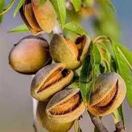 خرید بادام مامایی شاخه ای + قیمت فروش استثنایی