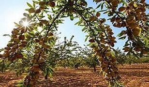 تصویر 2 از خرید بادام مامایی شاخه ای + قیمت فروش استثنایی