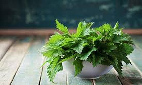 تصویر 5 از قیمت خرید گیاه گزنه خشک با فروش عمده