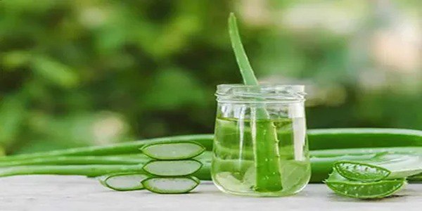 تصویر 2 از قیمت خرید گیاه آلوئه ورا اصل + فروش ویژه