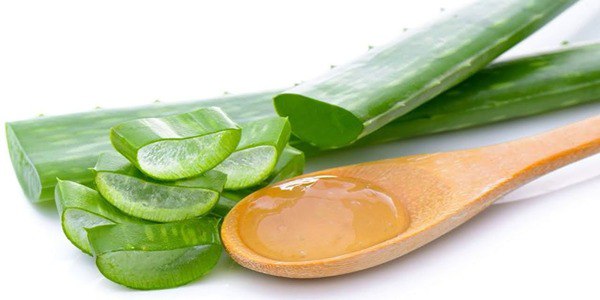 تصویر 3 از قیمت خرید گیاه آلوئه ورا اصل + فروش ویژه