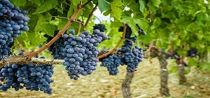 تصویر 3 از قیمت انگور سیاه یاقوتی شیراز  + خرید باور نکردنی