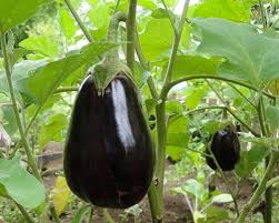 تصویر 11 از فروش دیوار پوش پی وی سی  + قیمت خرید به صرفه