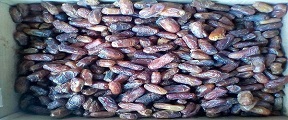 تصویر 2 از قیمت خرید خرما پیارم صادراتی عمده به صرفه و ارزان