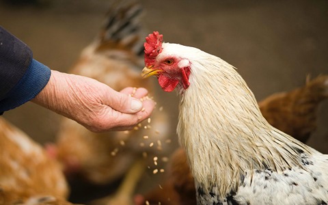 تصویر 4 از قیمت خرید مکمل گیاهی طیور + فروش ویژه