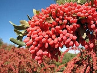 تصویر 1 از فروش زرشک کوهی لرستان  + قیمت خرید به صرفه