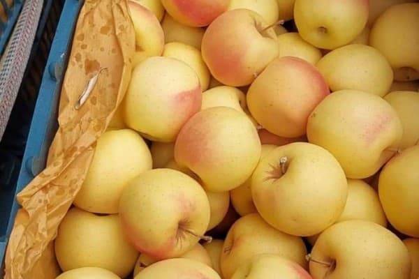 تصویر 3 از خرید و قیمت سیب زرد میانه + فروش عمده