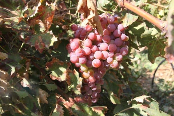 تصویر 4 از خرید و قیمت انگور زمستانی شاهرود + فروش عمده