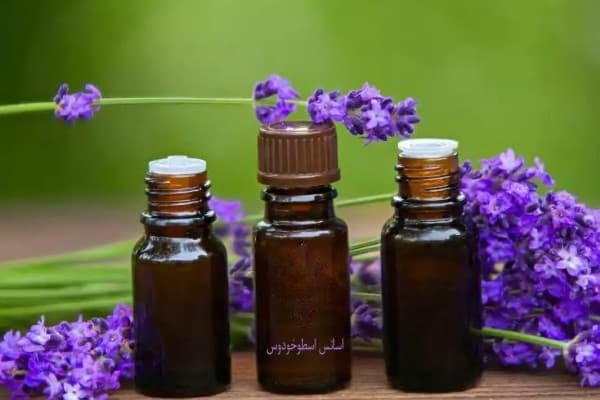 تصویر 4 از قیمت خرید اسانس طبیعی اسطوخودوس عمده به صرفه و ارزان