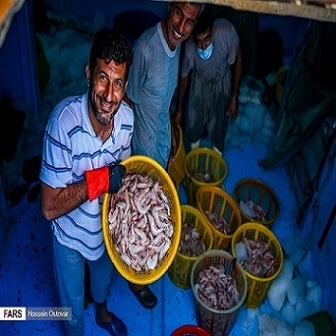 قیمت خرید میگو صادراتی بوشهر عمده به صرفه و ارزان