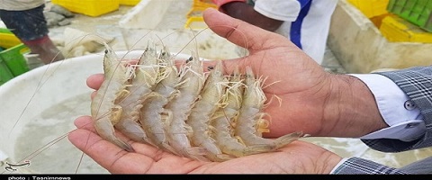 تصویر 1 از قیمت خرید میگو صادراتی بوشهر عمده به صرفه و ارزان