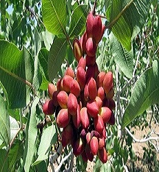 تصویر 2 از فروش عمده + خرید و قیمت پسته کوهی صادراتی لرستان