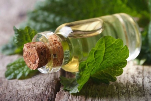 تصویر 4 از قیمت خرید عرق گیاهی نعناع + فروش ویژه