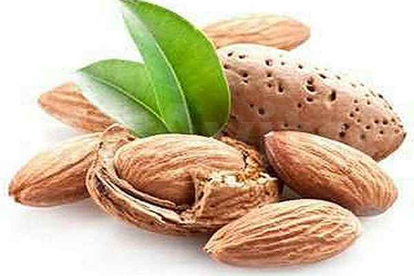 تصویر 5 از خرید و قیمت بادام مامایی درجه یک + فروش صادراتی