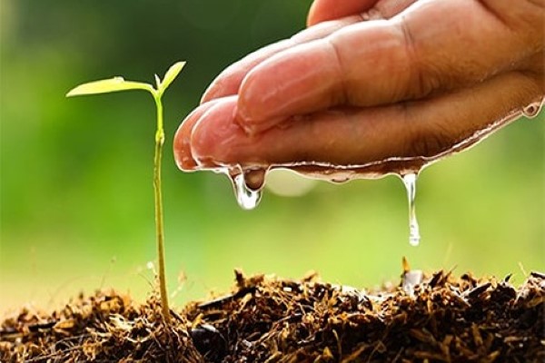 تصویر 2 از قیمت و خرید کود مایع ارگانیک زرگرین + فروش ارزان