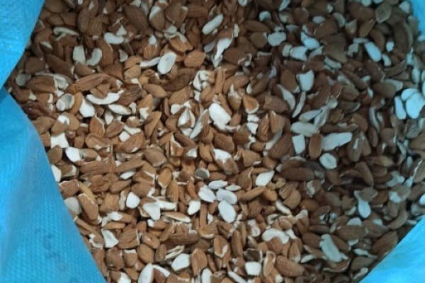 تصویر 5 از خرید و قیمت بادام شکسته مامایی + فروش عمده