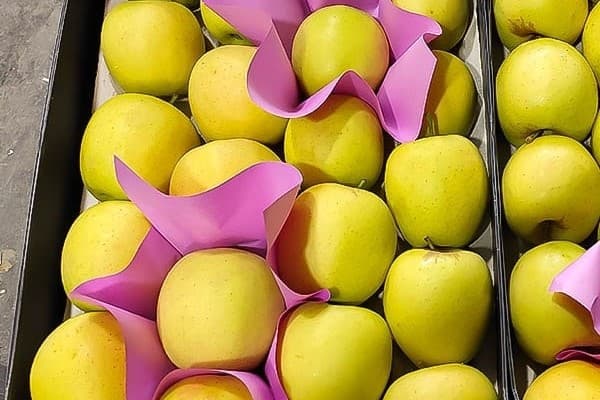 تصویر 3 از خرید و قیمت انواع سیب زرد صادراتی