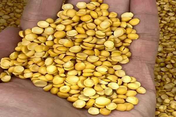تصویر 2 از خرید لپه خورشتی آرتمیس + قیمت فروش استثنایی