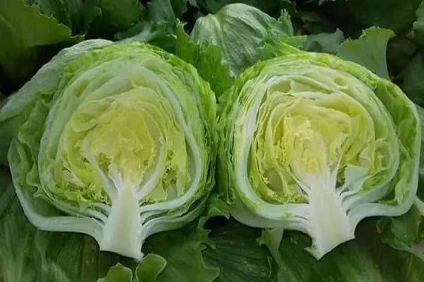 تصویر 4 از خرید کاهو پیچ سالادی + بهترین قیمت
