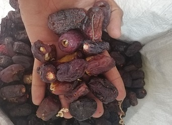 تصویر 2 از قیمت خرید خرما ضایعاتی شیراز + فروش ویژه