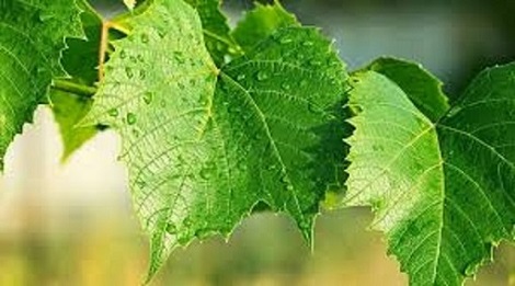 تصویر 4 از خرید برگ مو درجه یک + قیمت عالی باکیفیت