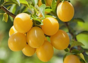 تصویر 1 از قیمت خرید آلو زرد شیرین + فروش ویژه