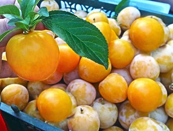 تصویر 2 از قیمت خرید آلو زرد شیرین + فروش ویژه