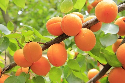 تصویر 5 از قیمت خرید آلو زرد شیرین + فروش ویژه