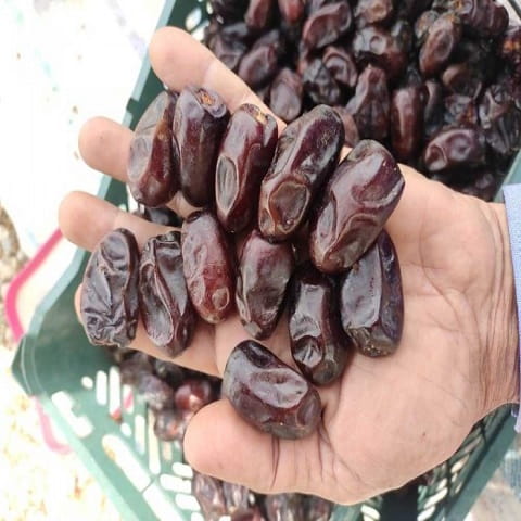 راهنمای خرید خرما کلوته صادراتی + قیمت عالی