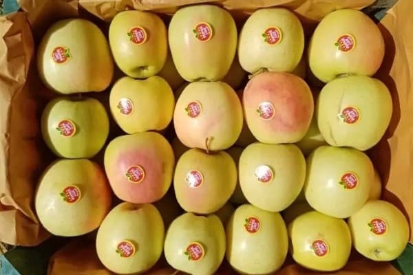 تصویر 2 از خرید و قیمت سیب سفید ماتیکی + فروش عمده