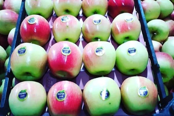 تصویر 5 از خرید و قیمت سیب سفید ماتیکی + فروش عمده