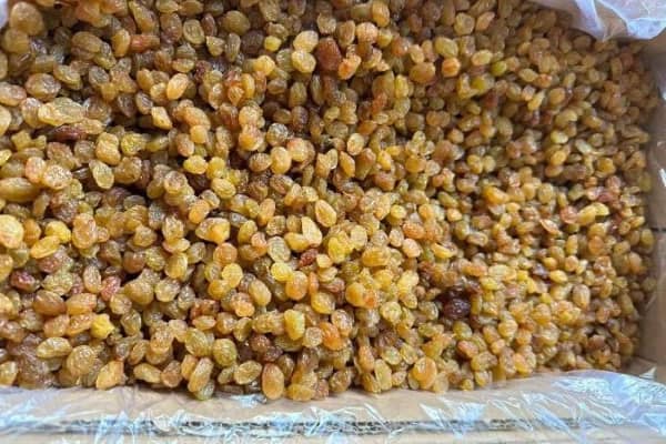 تصویر 3 از قیمت کشمش سلطانا ملایر + خرید باور نکردنی