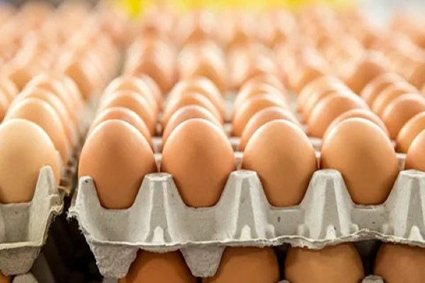 تصویر 6 از قیمت و خرید تخم مرغ محلی شانه ای + فروش ارزان