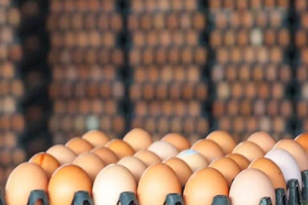 تصویر 1 از قیمت و خرید تخم مرغ محلی شانه ای + فروش ارزان