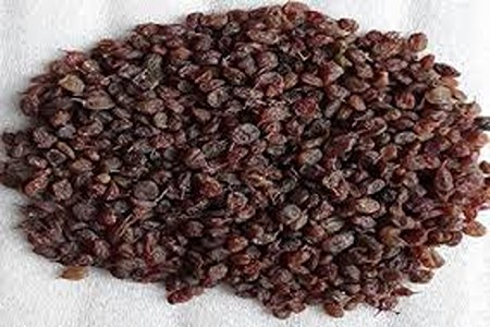 فروش کشمش افتابی