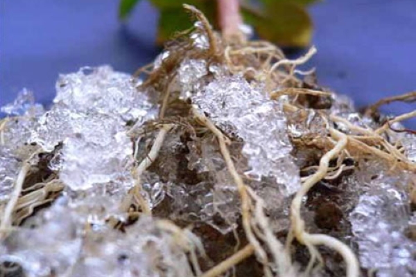 تصویر 3 از قیمت خاک ژله ای عمده + خرید باور نکردنی