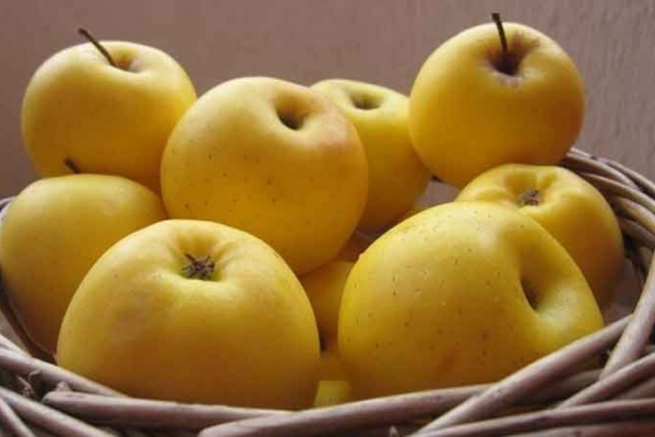 تصویر 5 از قیمت سیب زرد سمیرم + خرید باور نکردنی