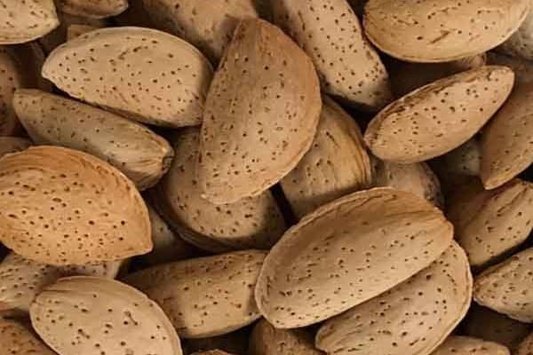 تصویر 2 از قیمت خرید بادام مامایی ایرانی + فروش ویژه