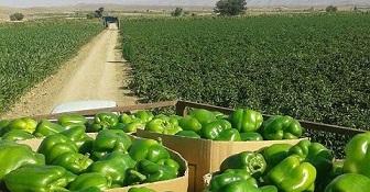 تصویر 1 از فروش فلفل دلمه سبز قیمت خرید به صرفه