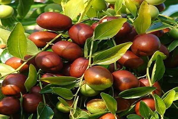 تصویر 1 از خرید عناب تازه مشهد + قیمت فروش استثنایی