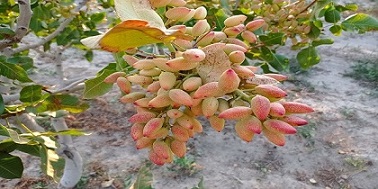 تصویر 5 از قیمت خرید پسته اعلا صادراتی با فروش عمده