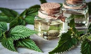 تصویر 4 از فروش گیاه دارویی گزنه + فروش ویژه