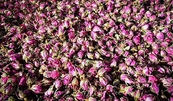 تصویر 5 از خرید و قیمت غنچه گل محمدی خشک + فروش عمده