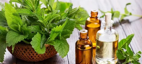 تصویر 2 از قیمت خرید اسانس نعنا فلفلی + فروش ویژه