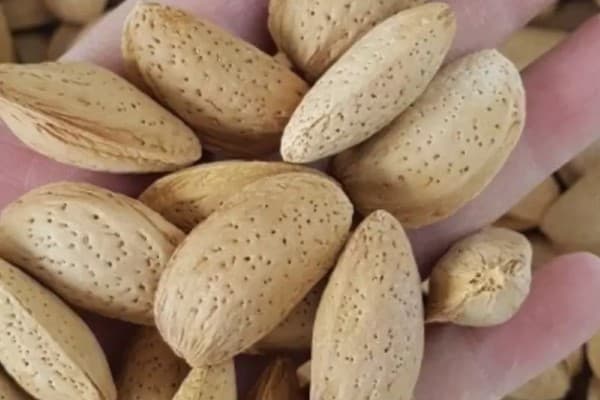 فروش بادام مامایی