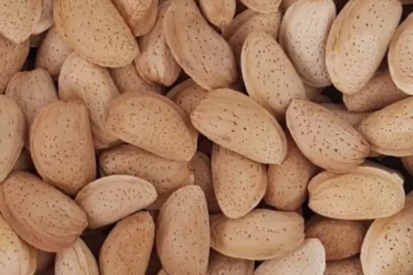 خرید بادام مامایی