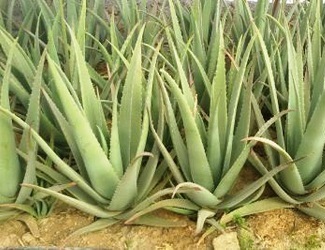 تصویر 1 از قیمت خرید گیاه آلوئه ورا اصل + فروش ویژه