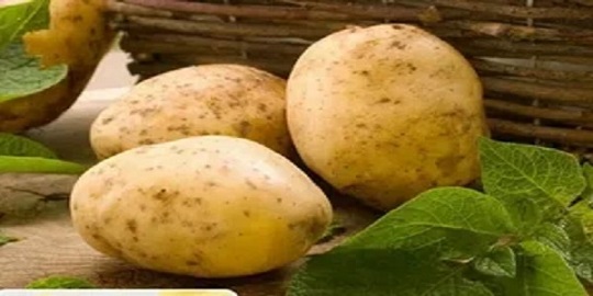 تصویر 5 از قیمت سیب زمینی اردبیلی + پخش تولیدی عمده کارخانه