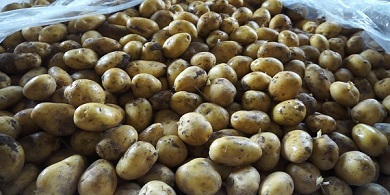تصویر 5 از خرید و قیمت سیب زمینی درجه یک + فروش عمده